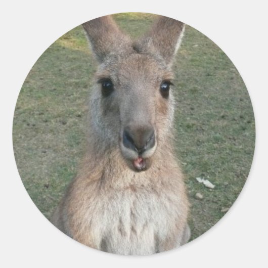 Kangaroo Ronde Sticker (Voorkant)