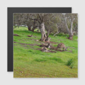 Kangaroo Siesta, Carte magnétique (Devant / Derrière)