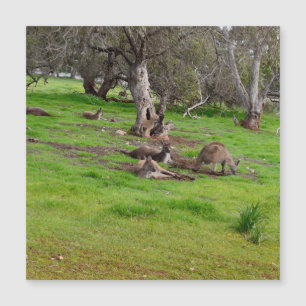 Kangaroo Siesta, Carte magnétique