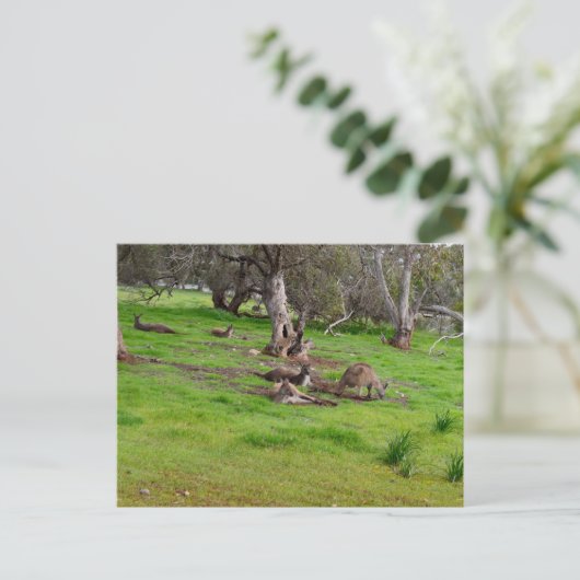 Kangaroo Siesta, Carte postale (Debout devant)