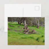 Kangaroo Siesta, Carte postale (Devant / Derrière)