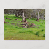Kangaroo Siesta, Carte postale (Devant)