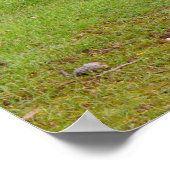 Kangaroo Siesta, Poster (Coin)