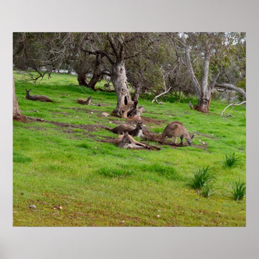 Kangaroo Siesta, Poster (Devant)