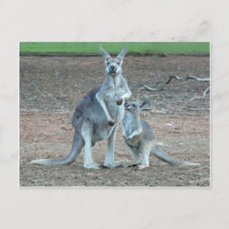 KangarooPostcard Briefkaart
