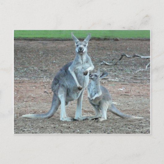KangarooPostcard Briefkaart (Voorkant)