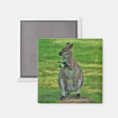 Kangaroos avec aimants feuille chênes (Recto/Verso)