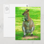 Kangaroos avec chênes carte postale Feuille (Devant / Derrière)