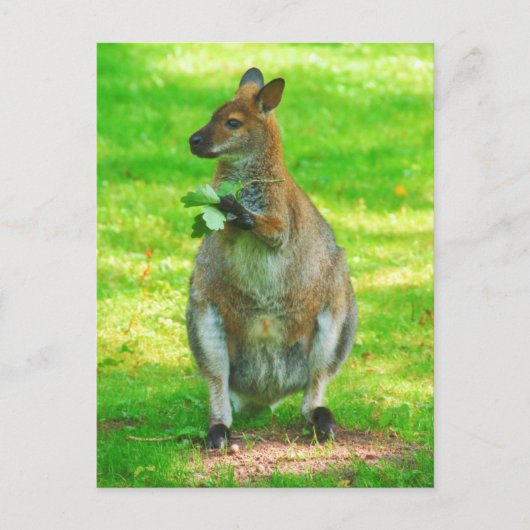 Kangaroos avec chênes carte postale Feuille (Devant)