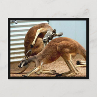 Kangaroos Briefkaart