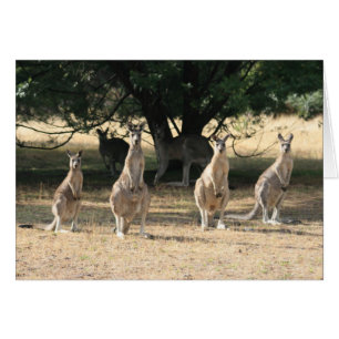 Kangaroos dans une rangée