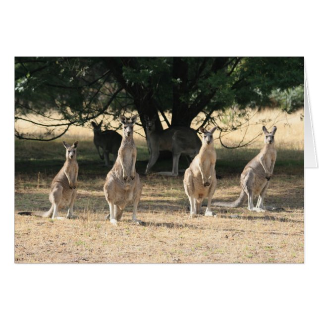 Kangaroos dans une rangée (Devant horizontal)