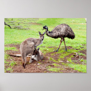 Kangaroos Et Emu Australiens, Poster Mur