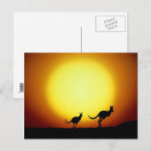 Kangaroos in de Australische Outback Briefkaart (Voorkant / Achterkant)