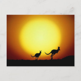 Kangaroos in de Australische Outback Briefkaart