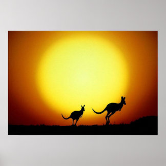 Kangaroos in de Australische Outback Poster