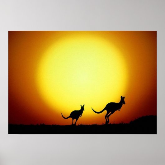 Kangaroos in de Australische Outback Poster (Voorkant)