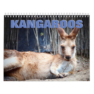 Kangaroos Wall Calendar Kalender