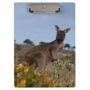 Kangoeroe Australië Foto Klembord