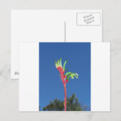 KANGOEROEPOOT PLANT BRIEFKAART (Voorkant / Achterkant)