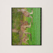 kangoeroes legpuzzel (Verticaal)