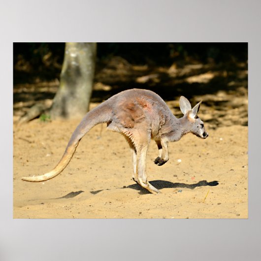 Kangourou die met de dik loopt briefkaart poster (Voorkant)