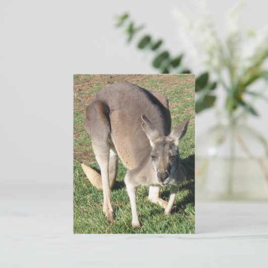 Kangourou effronté - carte postale (Debout devant)