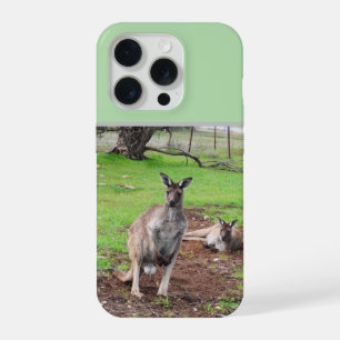 Kangourou mâle australien,