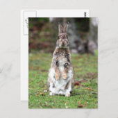 Kaninchen Briefkaart (Voorkant / Achterkant)