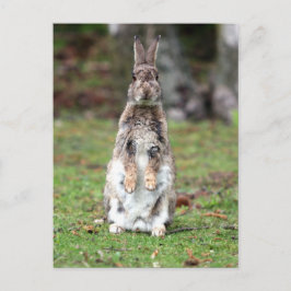 Kaninchen Briefkaart