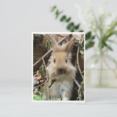 Kaninchen, konijn briefkaart (Staand voorkant)
