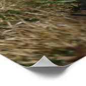 Kaninenspiergrafiek Poster (Hoek)