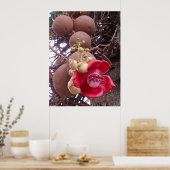 Kannonbalboom Poster (Keuken)