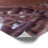 Kannonbalboom Poster (Hoek)