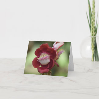 Kanonbalboom bloem. bedankkaart