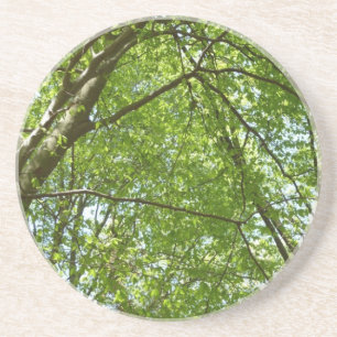 Kanopie van de groene Natuur van voorjaarsbladeren Zandsteen Onderzetter