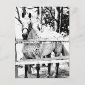 Kans Briefkaart (Voorkant)