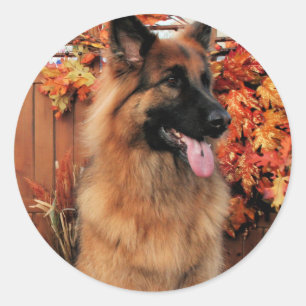 Kans - LH Shepherd & Mae - St Bernard Foto-22 Ronde Sticker