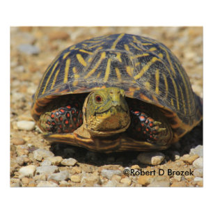 Kansas Box Shell Turtle Photo élargissement