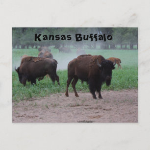 Kansas Buffalo POST CARD Briefkaart