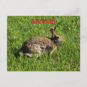 Kansas Bunny Rabbit Closeup Post Kaart. Briefkaart