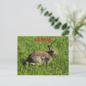 Kansas Bunny Rabbit fermer la carte postale. (Debout devant)