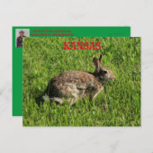 Kansas Bunny Rabbit fermer la carte postale. (Devant / Derrière)