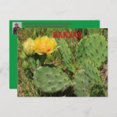 Kansas Cactus blooming Post Kaart (Voorkant / Achterkant)