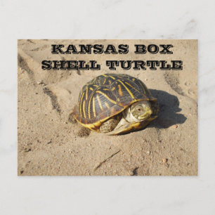 Kansas Country Box Shell Turtle Post Card Briefkaart