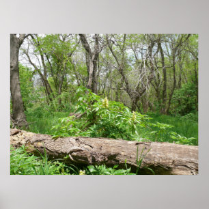 Kansas Countryside Poster