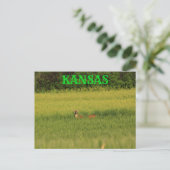 Kansas Deer dans une carte postale de blé. (Debout devant)