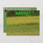 Kansas Deer dans une carte postale de blé. (Devant / Derrière)