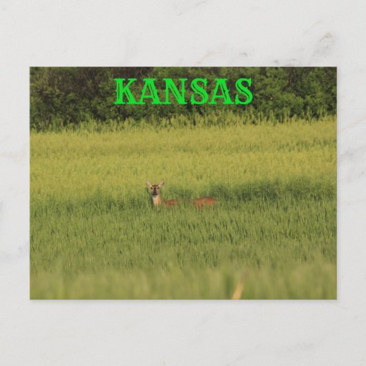 Kansas Deer dans une carte postale de blé. (Devant)