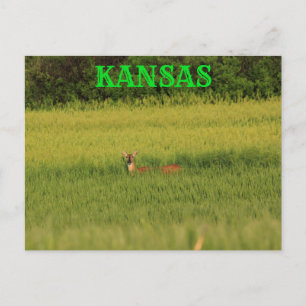 Kansas Deer in een Wheat Field Post Kaart. Briefkaart